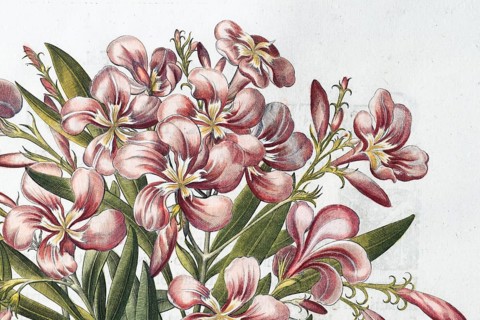 Blossoms, rose laurel, true oleander (Nerium oleander), hand-coloured copperplate engraving by