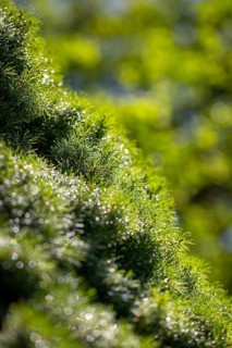 Green pine needles with water droplets, close-up, Ternitz, Lower Austria, Austria