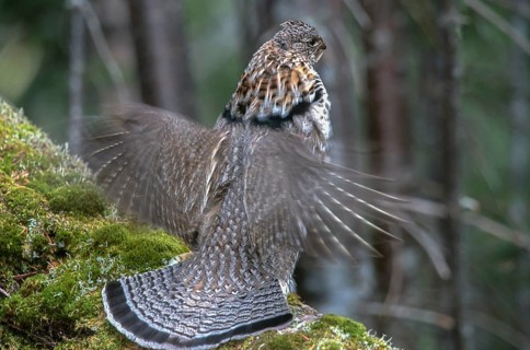 Ruffed grouse. Bonasa umbellus. Male in a territorial display on a mossy trunk. Gaspesie