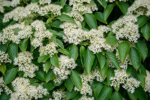 Stacking dogwood (Cornus alternifolia), Arboretum Baumpark Ellerhoop, Germany