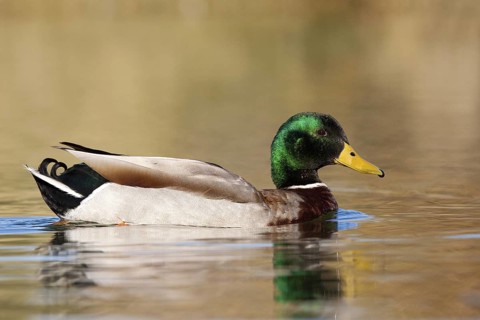 Mallard Anas platyrhynchos Gilbert, Maricopa County, Arizona, United States 9 February Adult Male