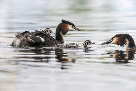 Great Crested Grebe (Podiceps Scalloped ribbonfish) with juveniles, Emsland, Lower Saxony, Germany