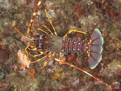 A European spiny crayfish (Palinurus elephas) on the seabed, dive site Giens Peninsula,