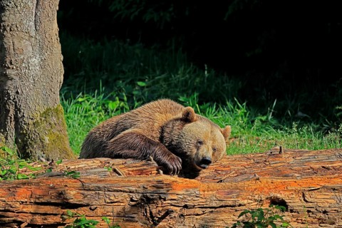 Eurasian brown bear (Ursus arctos arctos), half-grown young, resting, tree trunk, in summer,