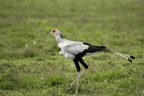 Secretarybird (Sagittarius serpentarius), Serengeti National Park, Tanzania