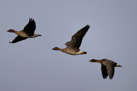 Bean goose, Bean goose (Anser fabalis), Texel, Netherlands