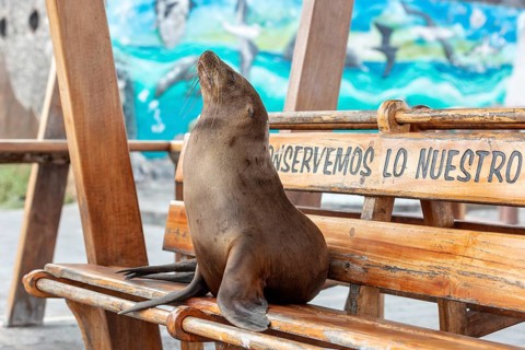 Sea lions (Zalophus wollebaeki), San Cristobal, Galapagos, Ecuador