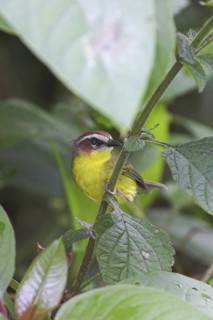 Rufous-capped Warbler (Basileuterus rufifrons), Costa Rica