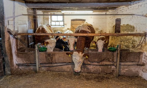 Feeding in the cowshed historical