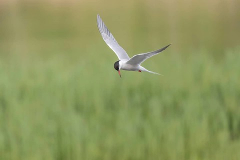 Common tern (Sterna hirundo) hovering over a marsh. Bas Rhin, Alsace, France