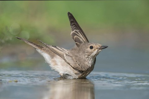 Spotted Flycatcher (Muscicapa striata) bathing, Aosta Valley, Italy