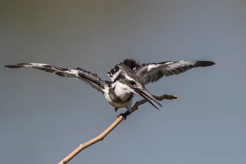 Pied Kingfisher (Ceryle rudis) female in defense posture on a twig, Gambia