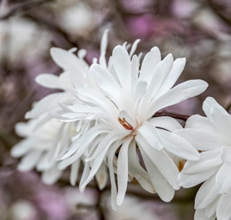 Loebner's magnolia (Magnolia × loebneri 'Powder Puff'), Woislowice Arboretum, Poland