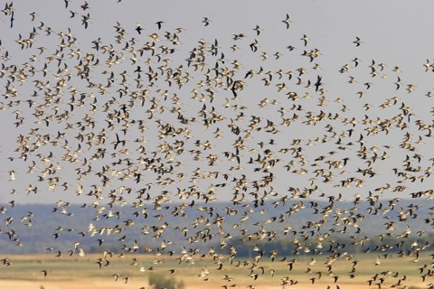 Short-billed Dowitcher Limnodromus griseus Whitewater Lake, Manitoba, Canada 31 August Immatures in