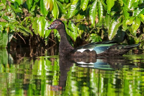 Muscovy Duck (Cairina moschata) in a lake in Manu National Park, Peru