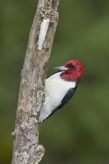 Red-headed Woodpecker (Melanerpes erythrocephalus), Ontario, Canada