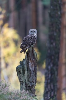 One spotted eagle-owl (Bubo africanus) perched on tree stump in a forest. Trees and leaves in the