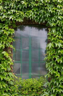 Metal sash bar window, surrounded by Wild Vine, North Rhine-Westphalia, Germany