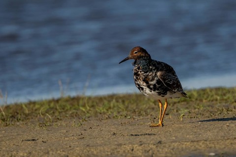 Ruff (Philomachus pugnax), Texel, North Holland, Netherlands