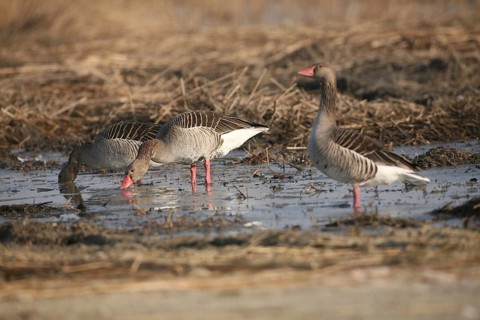 Greylag goose (Anser anser) adults foraging in a field, Allgäu, Bavaria, Germany