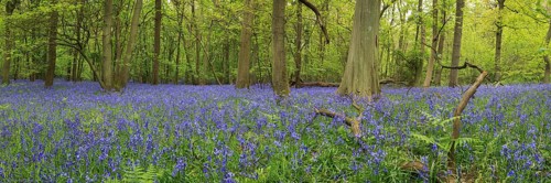 Panorama of a Bluebell Wood in England, fresh deciduous forest in spring full of blue common