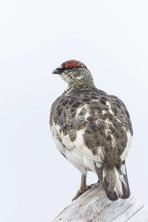 Rock ptarmigan, (Lagopus mutus), animals, birds, hen, pheasant family, Laxamýri, Húsavík, Iceland