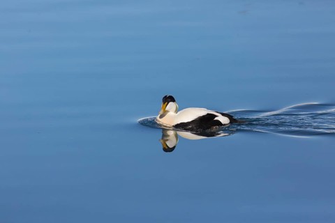 One male common eider, Somateria mollissima, swimming at Jökulsárlón glacier lagoon, Iceland