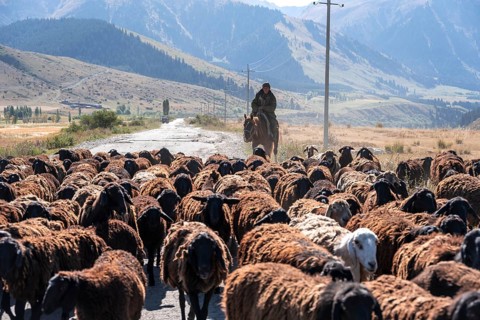 Shepherds driving a flock of sheep on a road, gravel track, Tian Shan, Sky Mountains, Kyrgyzstan