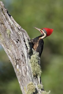 Lineated Woodpecker (Dryocopus lineatus) perched on a branch in Bolivia, South America