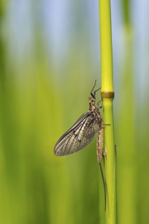 Brown mayfly, (Ephemera vulgata), Ephemeroptera, animals, insects, flies, fly, Lake Neusiedl,