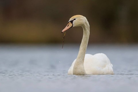 Mute Swan (Cygnus olor), North Rhine-Westphalia, Germany