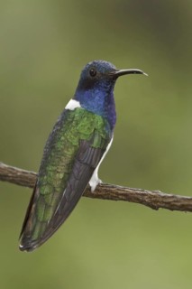 White-necked Jacobin (Florisuga mellivora), Ecuador