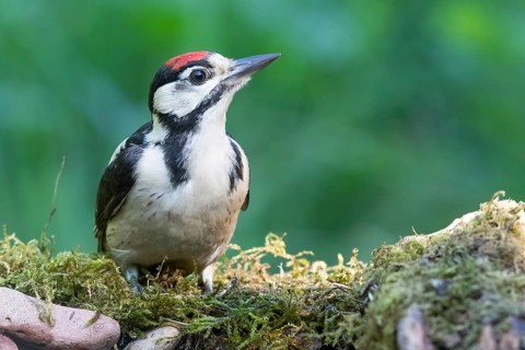 Great Spotted Woodpecker (Dendrocopos major) juvenile, Lower Saxony, Germany