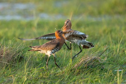 Black-tailed Godwit (Limosa limosa) wrangling, Lower Saxony, Germany
