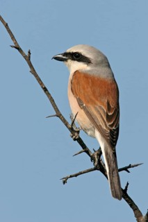 Red-backed shrike (Lanius collurio), Pie-griËche Ècorcheur, AlcaudÛn Dorsirrojo, Spider, spider,