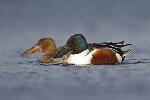 Northern Shoveler (Spatula clypeata) pair, Utrecht, Netherlands