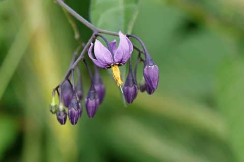 Bittersweet nightshade (Solanum dulcamara), bitter nightshade, blue bindweed, purple flower, woody