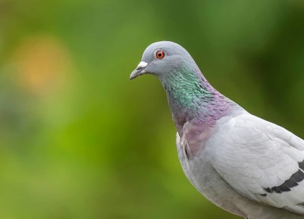Domestic pigeon (Columba livia domestica) portrait, Lower Saxony, Germany