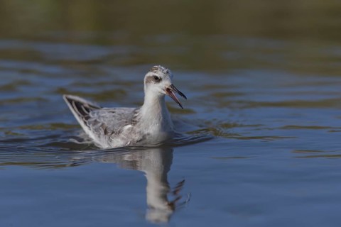 Red Phalarope (Phalaropus fulicarius), Wales, United Kingdom