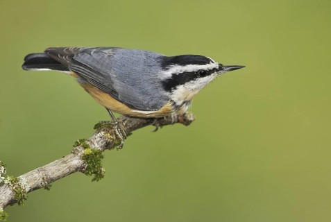 Red-breasted Nuthatch (Sitta canadensis), British Columbia, Canada