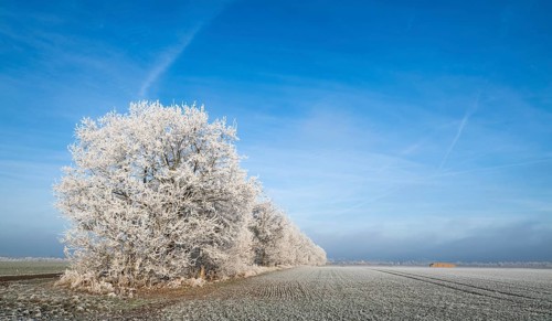 Trees and field, field with hoarfrost, blue sky, Thuringia, Germany