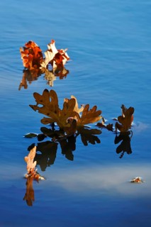 Leaves of an oak tree on a lake, autumn, Germany