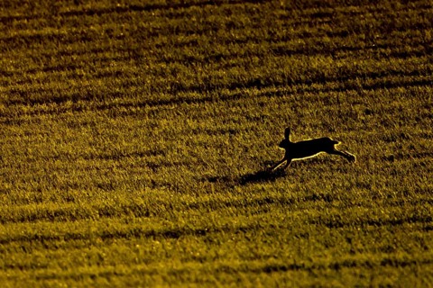 European brown hare (Lepus europaeus) adult animal running in a farmland cereal field, England,