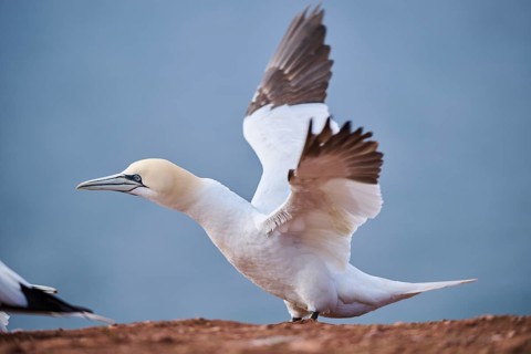 Northern gannet (Morus bassanus) standing on the cliff shaking its wings, wildlife, Helgoland,