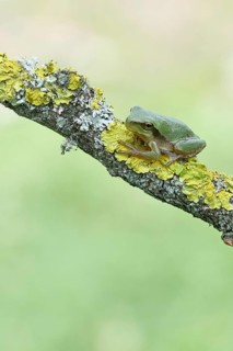 European tree frog (Hyla arborea) sitting on a lichen-covered branch in its natural environment,