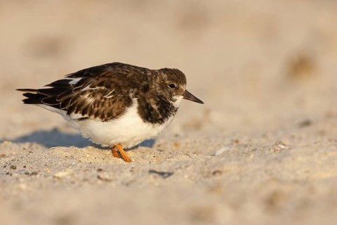 Ruddy Turnstone (Arenaria interpres), Schleswig-Holstein, Germany