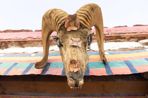 A decorative ram skull adorned with floral ornaments is displayed at a Tibetan monastery,