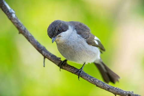 Sigelus silens, Fiscal Flycatcher, Gobemouche fiscal, Papamoscas fiscal, Garden Route National