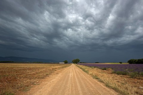Gravel road through lavender field, flowering true lavender (Lavandula angustifolia), thunderstorm
