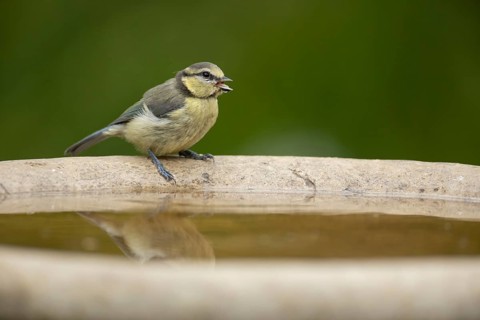 Blue tit (Cyanistes caeruleus) adult garden bird drinking water from a bird bath in summer,